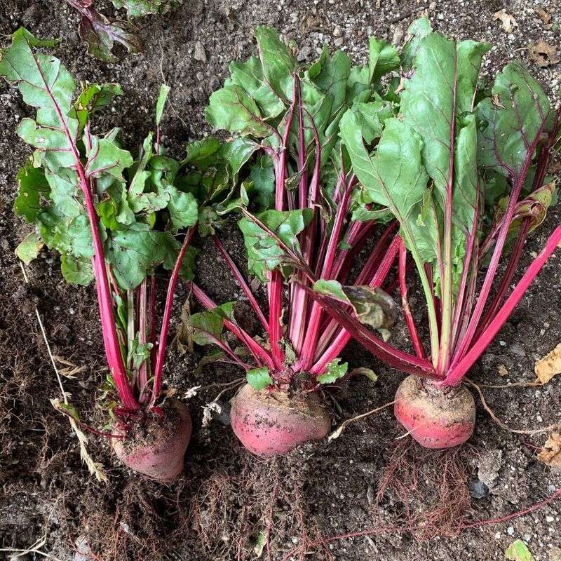 Feed with the Right Nutrients