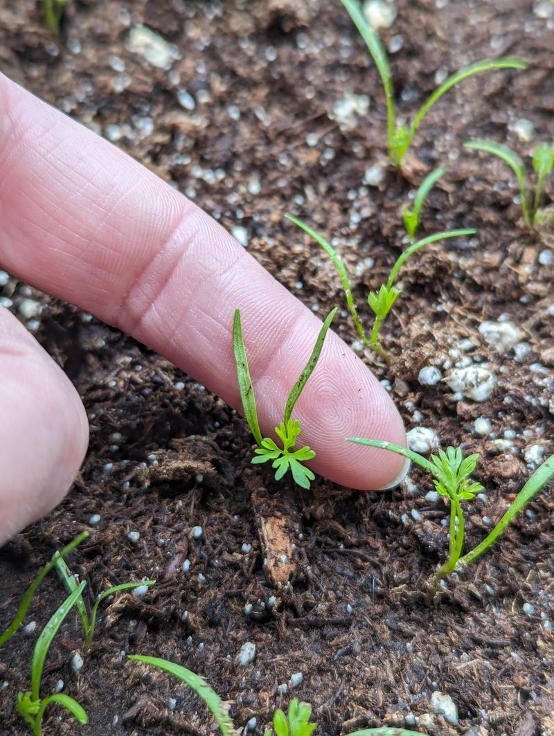 Thin Seedlings For Faster Growth