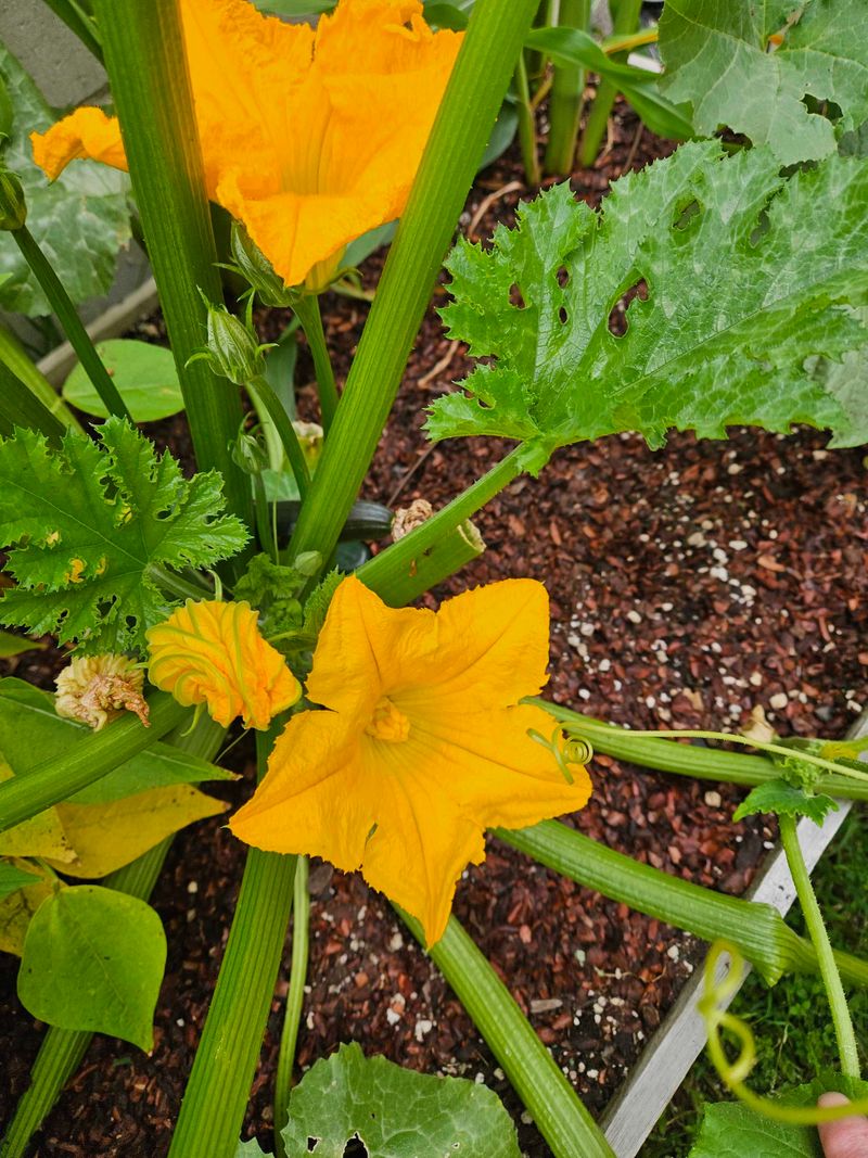 Provide Pollination Help
