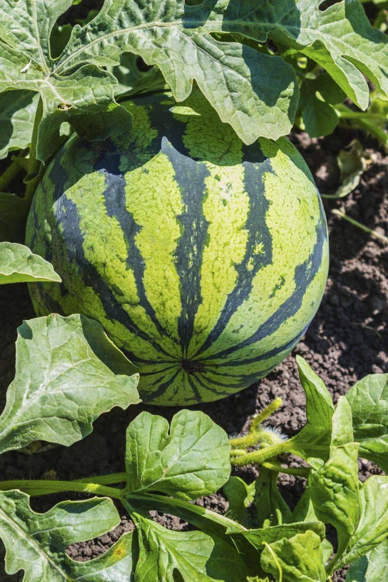 Feed With Balanced Fertilizer