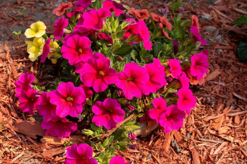 Mulch To Retain Moisture