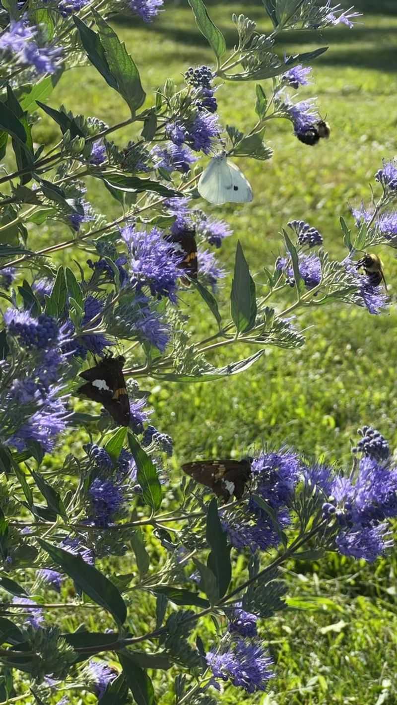 Encourage Spreading Through Proper Pruning