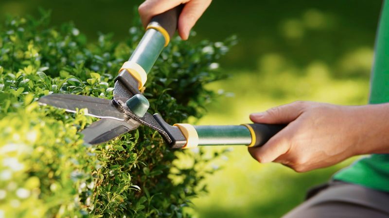 Formative Pruning Builds Structure