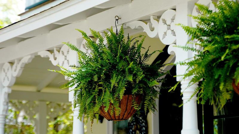 Master The Art Of Humidity