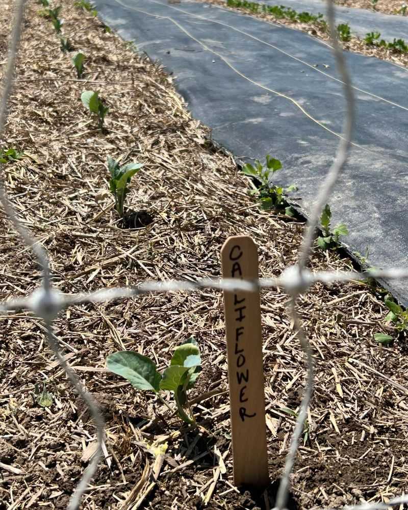 Apply Mulch Around New Transplants