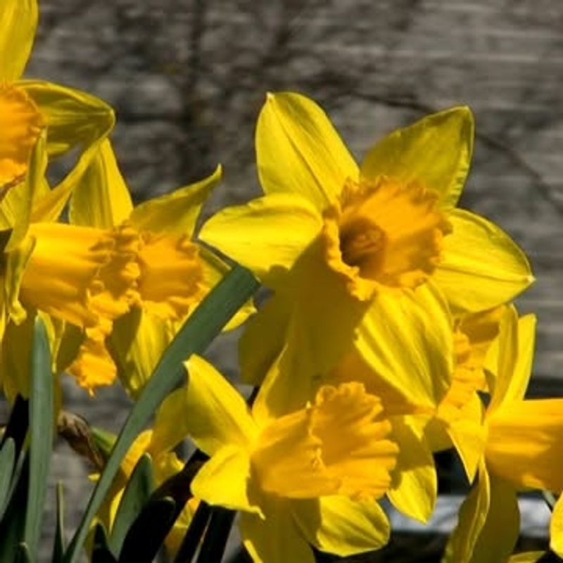 Daffodil