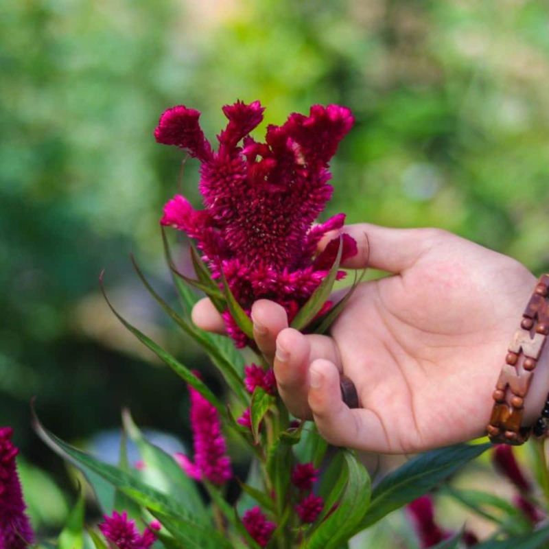 Feed for Fantastic Blooms