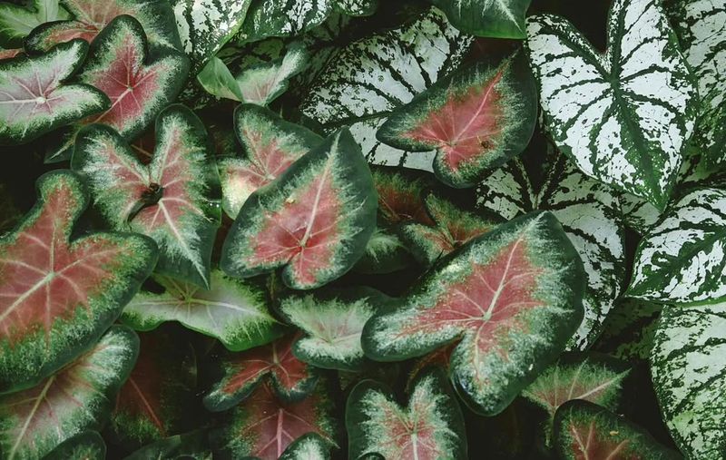 Caladium
