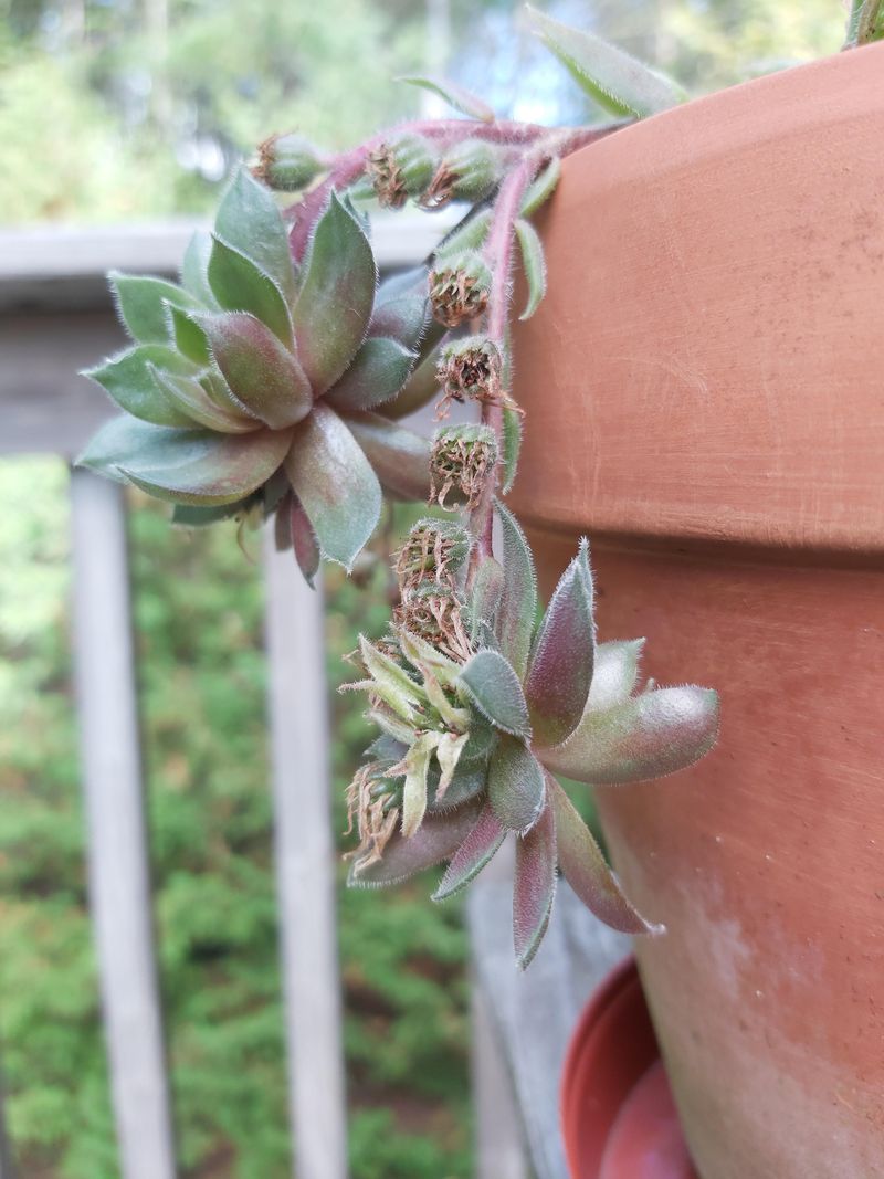 Bloom Management