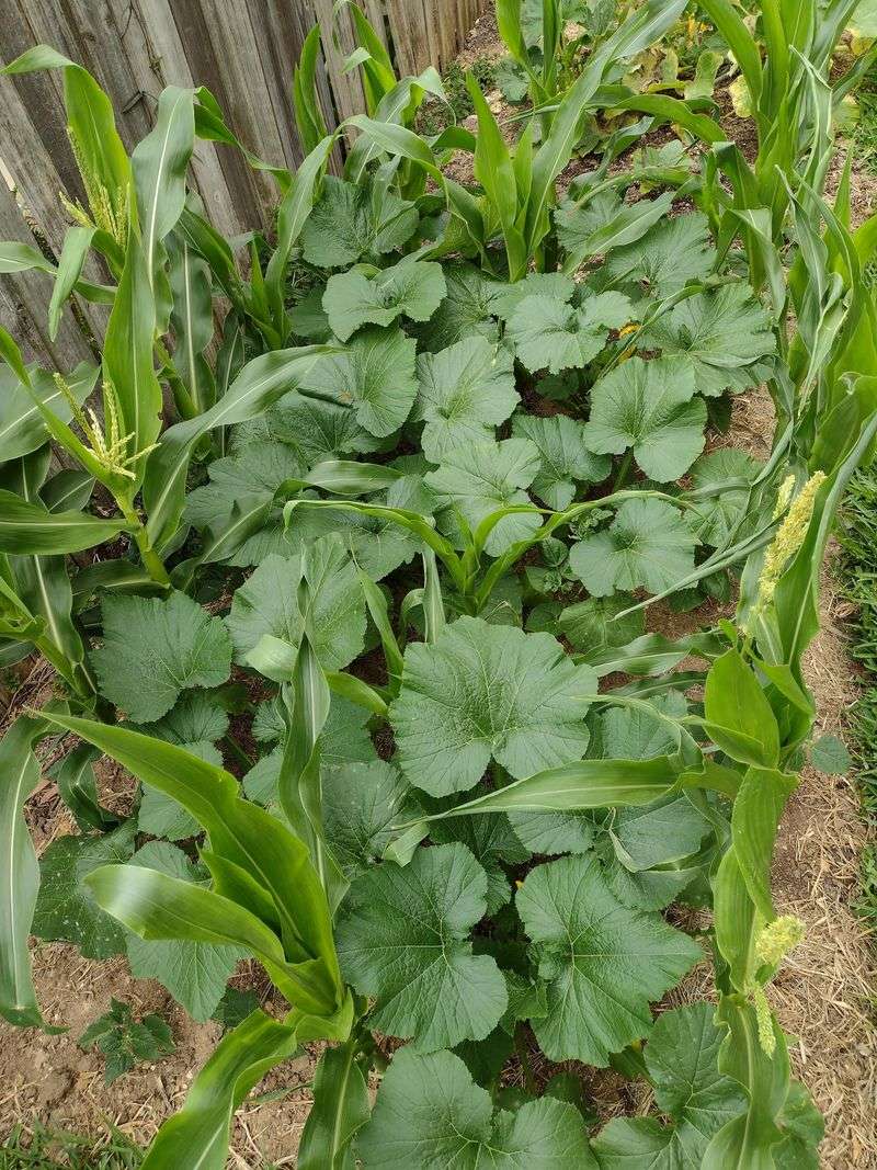 Companion Planting Strategies