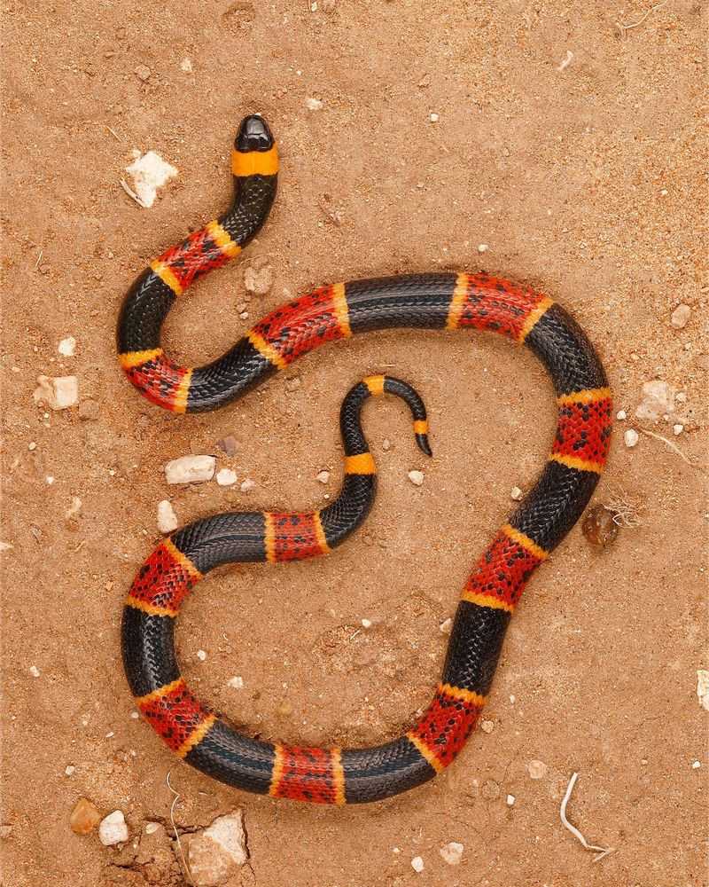 Coral Snake