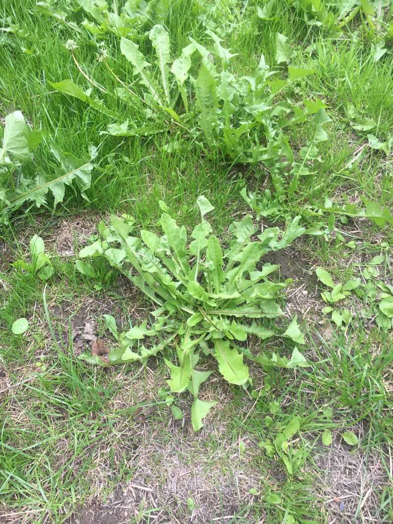 Pull Weeds After Rain