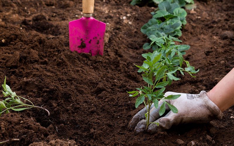 Dig Holes Before Removing Plants