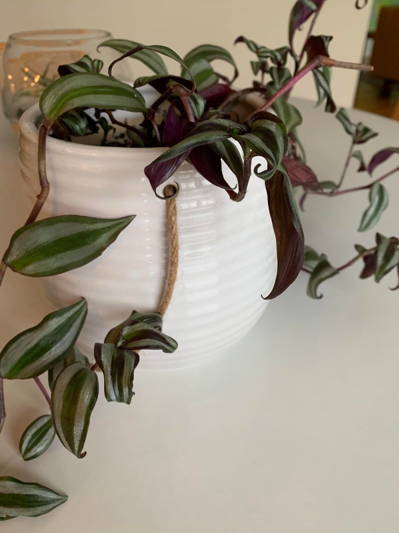Repotting Stress