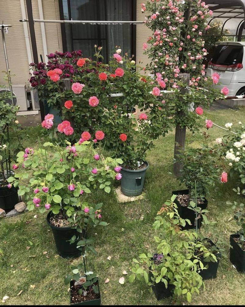 Container Roses Need Special Attention
