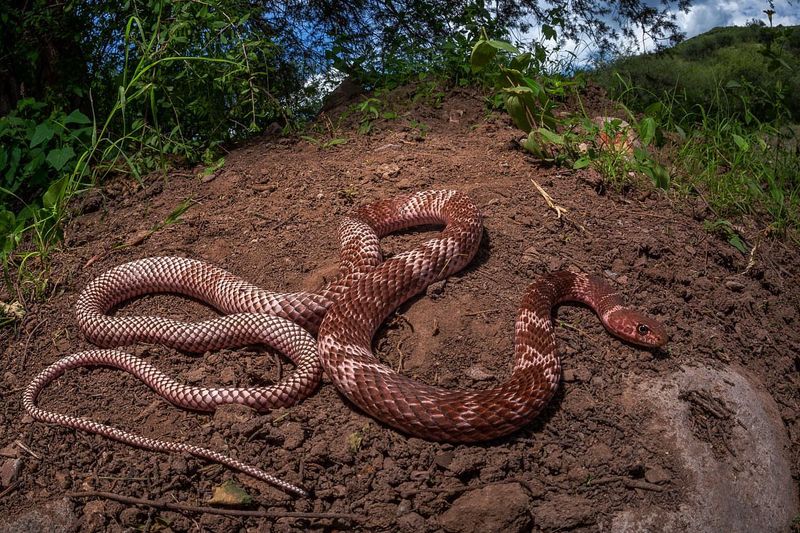 Coachwhip: The Desert Racer