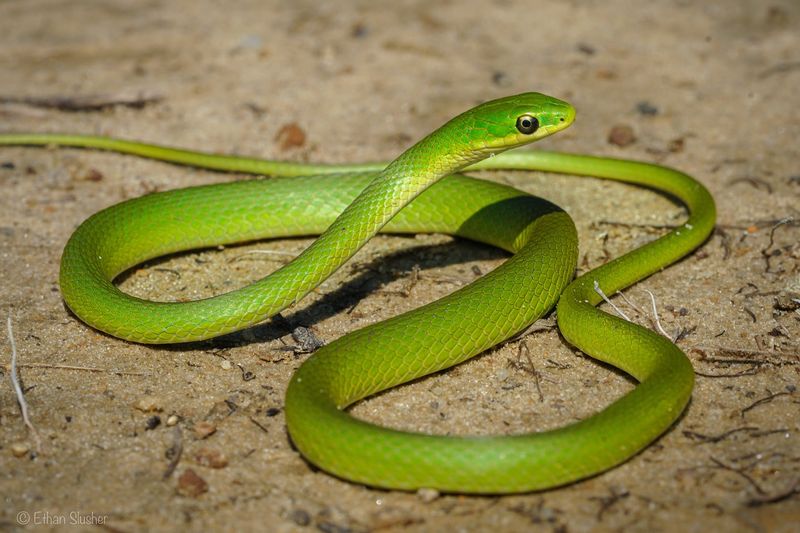 Rough Green Snake