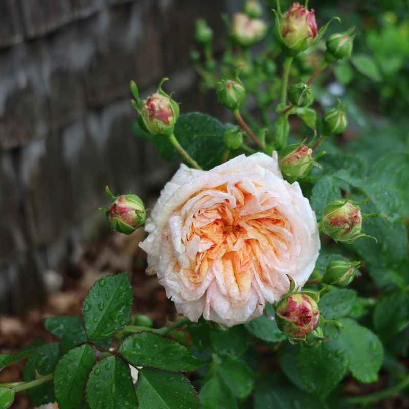 Evening Watering: A Necessary Exception