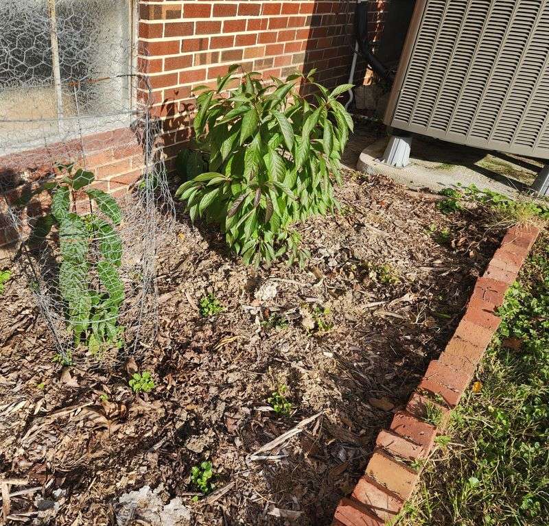 Apply Proper Mulch