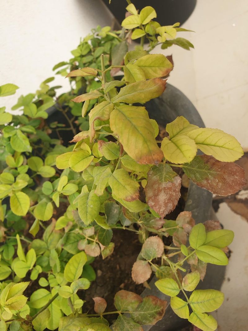 Signs of Overwatering vs. Underwatering