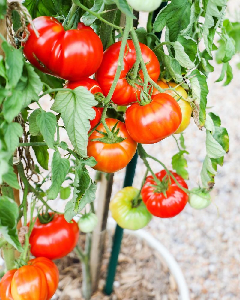 Grow In Containers