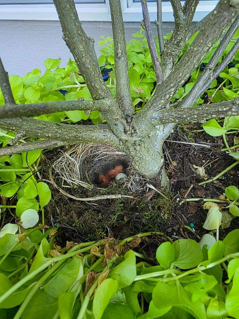 Nesting Birds Create Future Forests