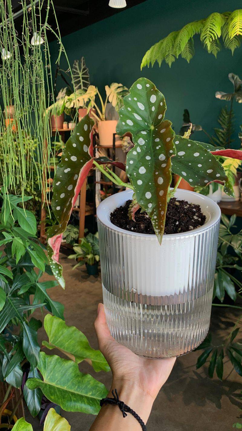 Self-Watering Containers