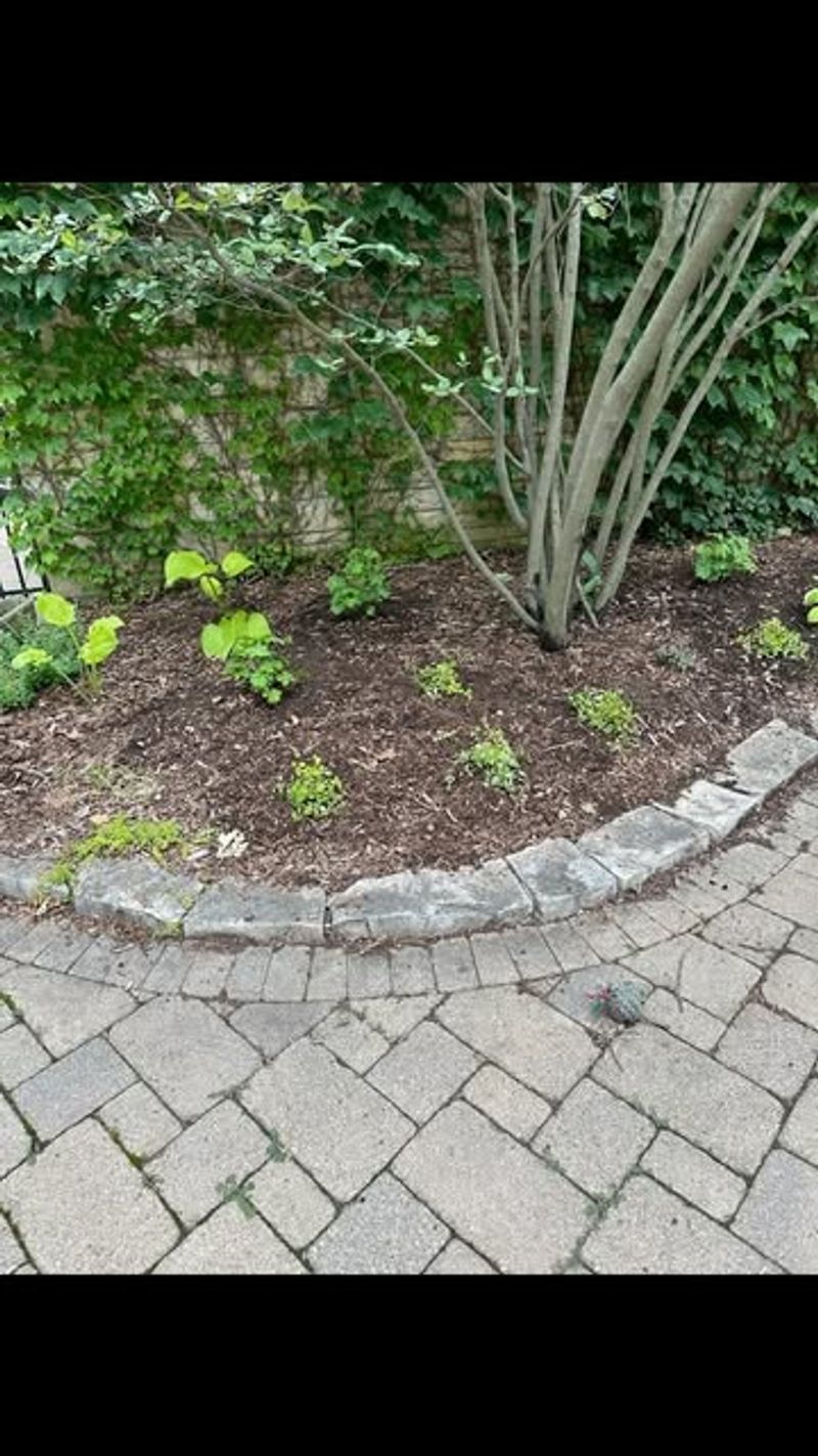 Compacting Soil Around Plants