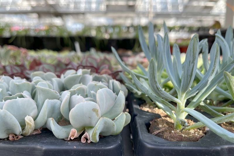 Summer Vacation Plant Sitter Instructions
