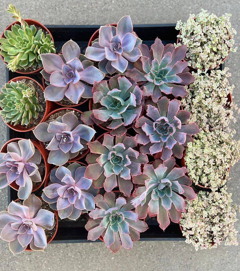 Dormancy Recognition