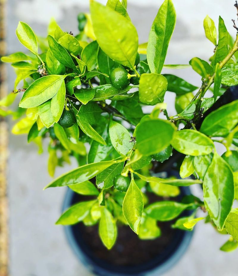 Shallow Watering Habits