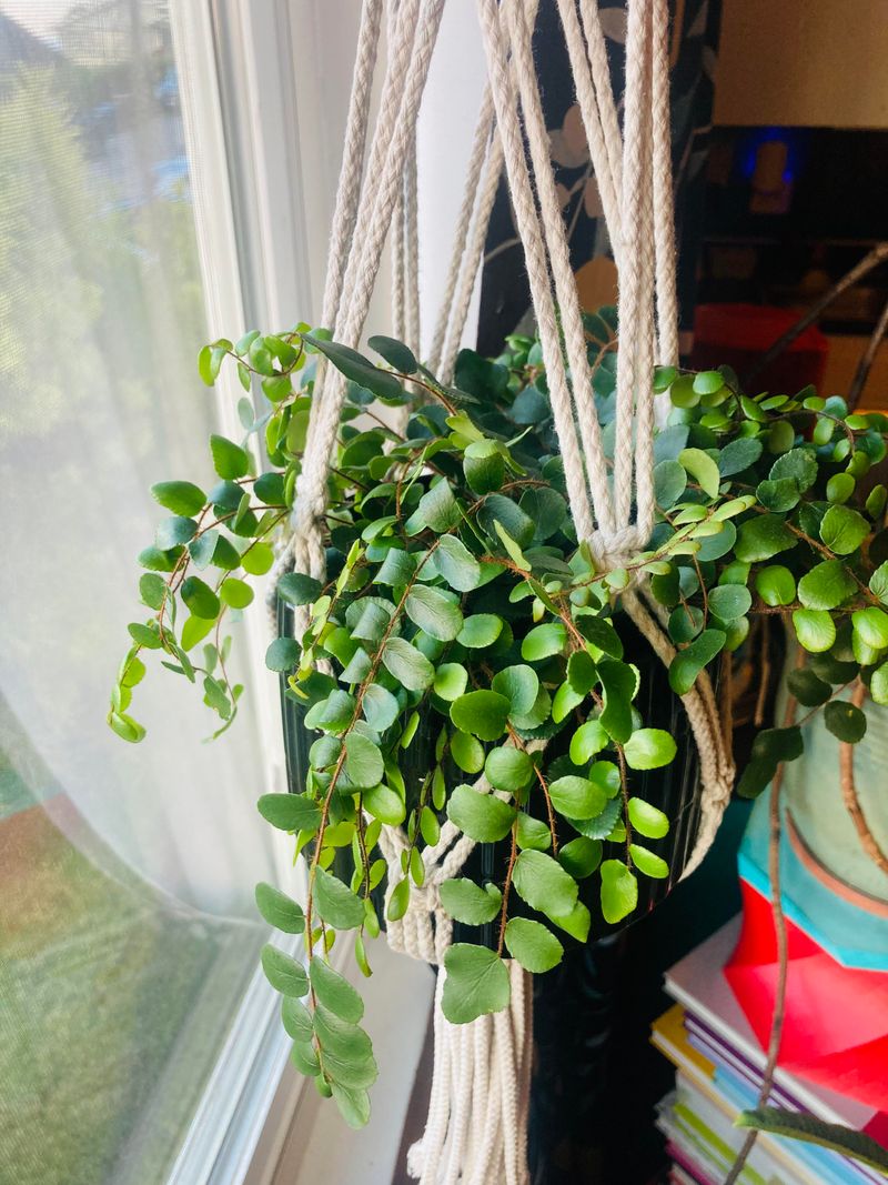 Button Fern