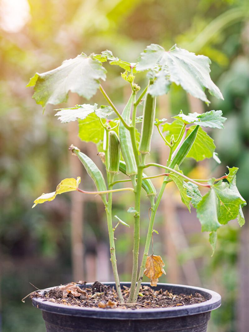 Okra: Height Issues In Buckets