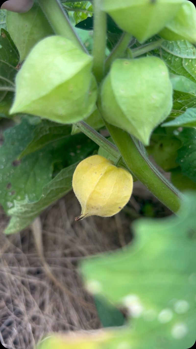 Ground Cherries