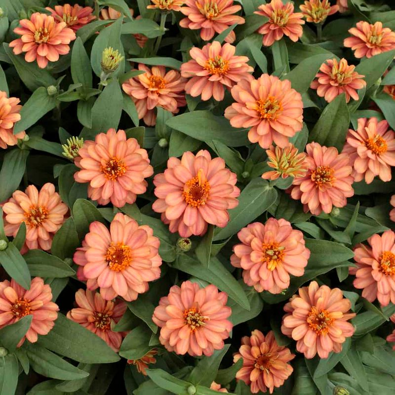 Profusion Zinnias