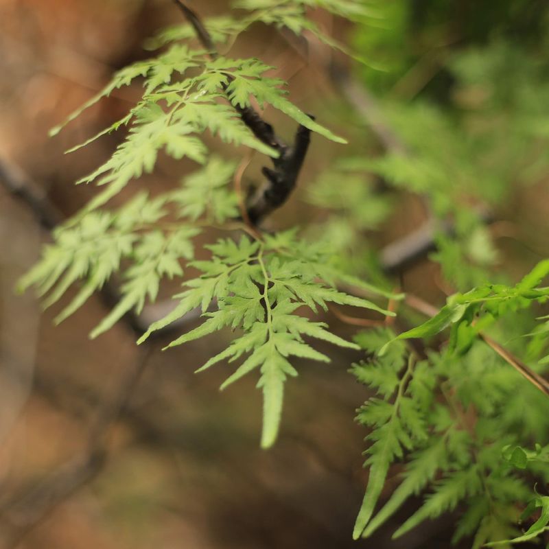 Japanese Climbing Fern