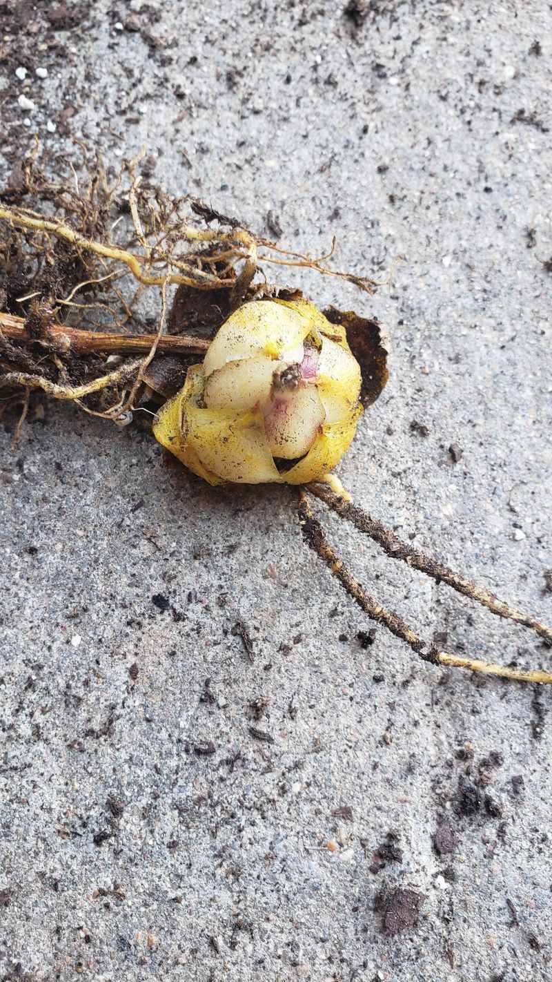Bulb Softness