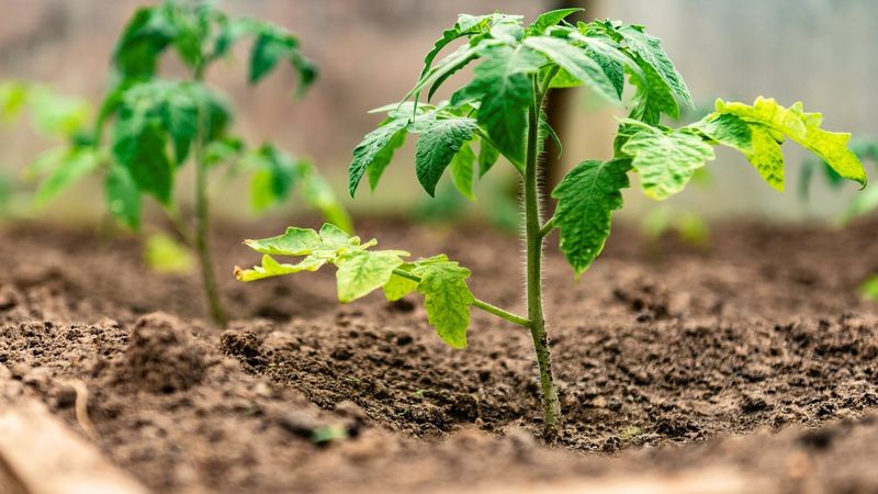 Soil Bacteria Imbalance