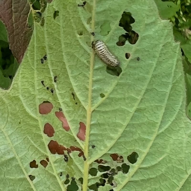 Leaf-Destroying Caterpillars
