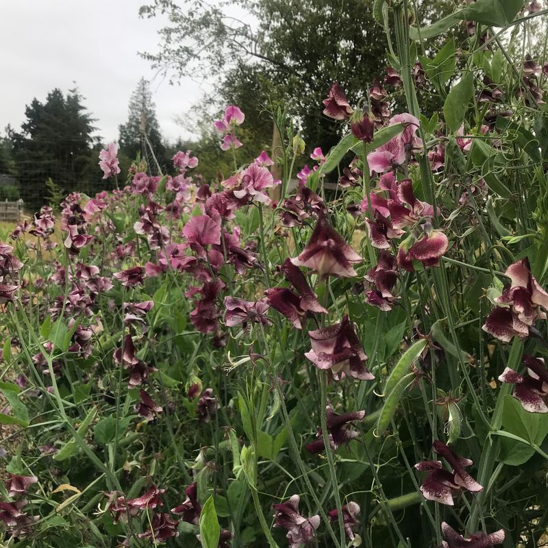 Previously Pea-Planted Soil