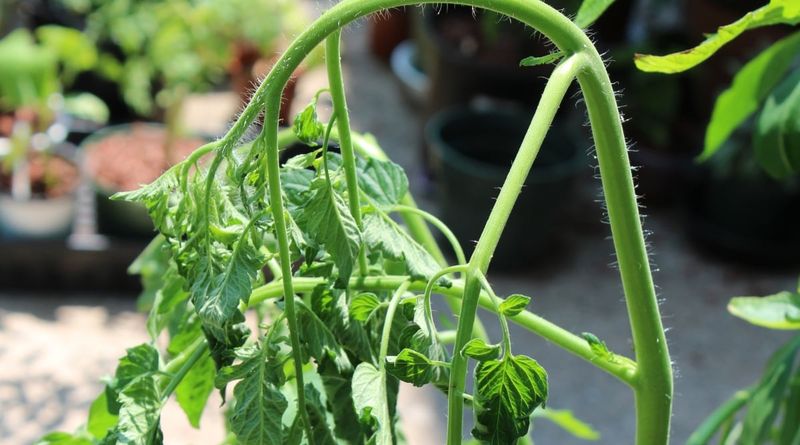 Root Disease Vulnerability