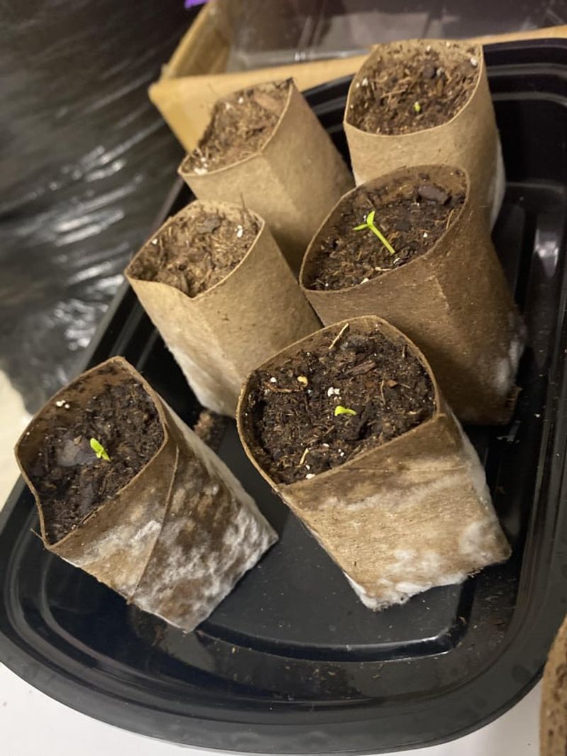 Eco-Friendly Alternative To Plastic