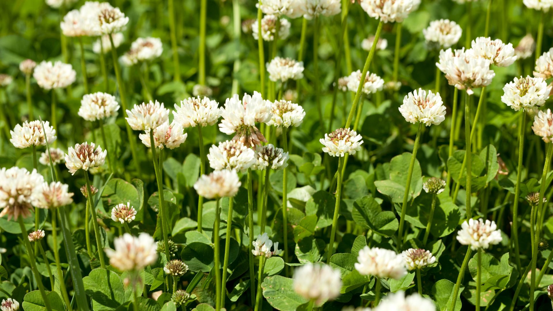 clover field
