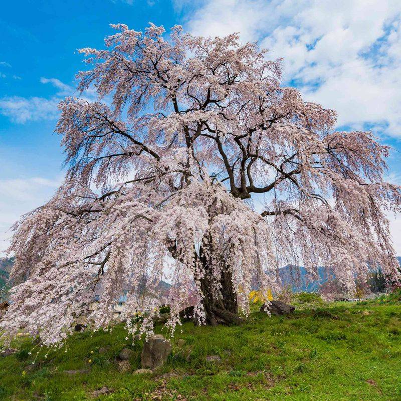Weeping Yoshino Cherry