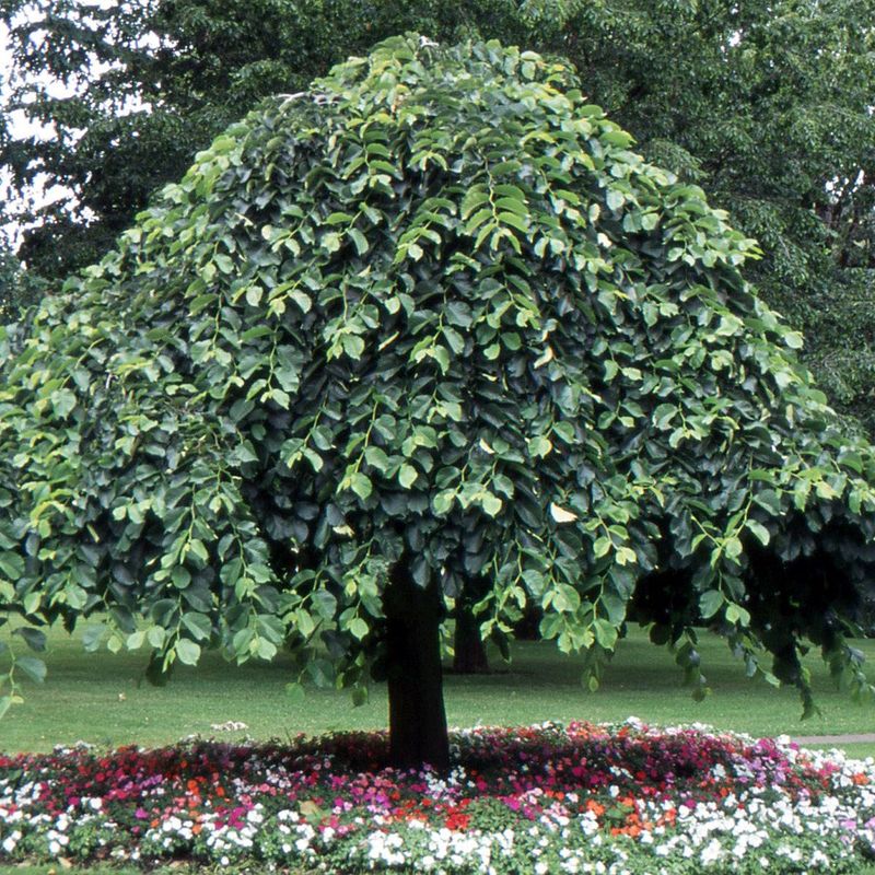 Weeping Camperdown Elm