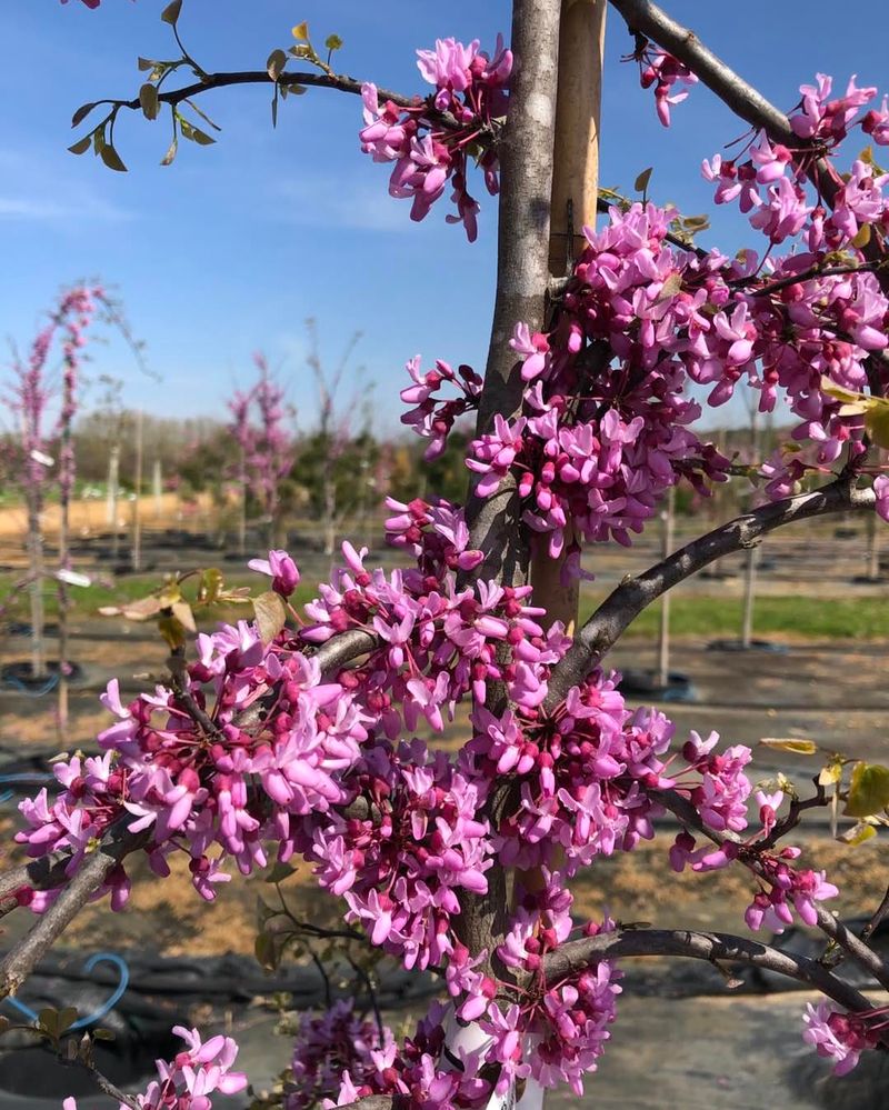 Weeping Redbud