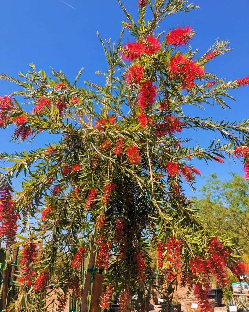 Weeping Bottlebrush