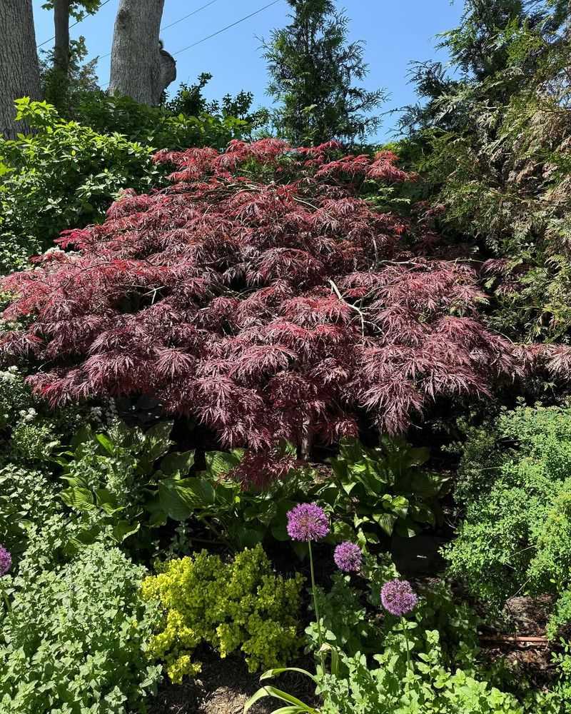 Weeping Japanese Maple