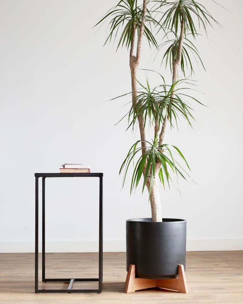 Dracaena Marginata
