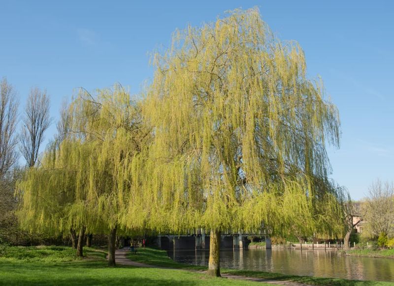 Golden Weeping Willow